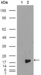 Survivin antibody [2H5H2]