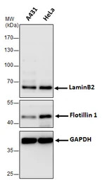 Trident RIPA Lysis Buffer