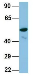 TINAGL1 antibody, Internal