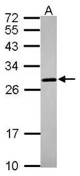 Prion Protein (PrP) antibody