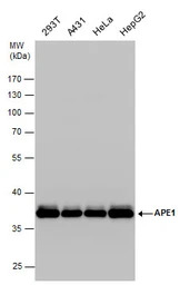 APE1 antibody