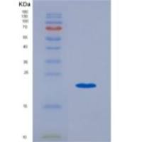 人干扰素α2(IFNa2)重组蛋白