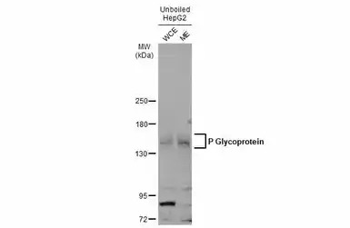 P Glycoprotein antibody