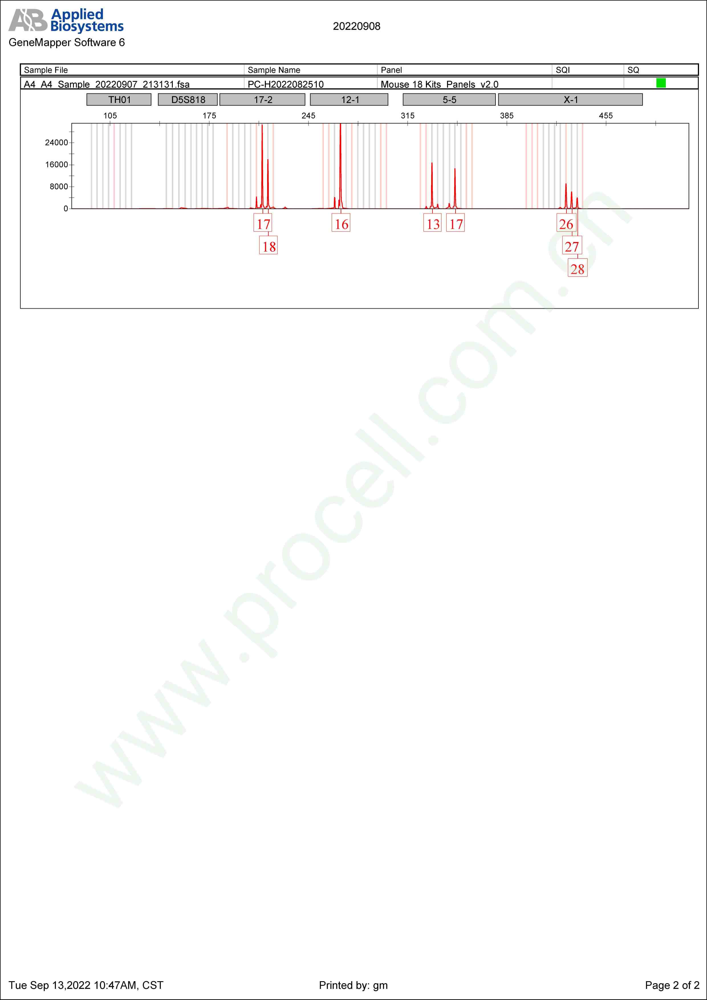 P815(小鼠肥大细胞瘤细胞)