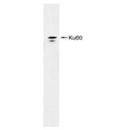 Ku80 antibody [9403]