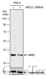 APE1 antibody