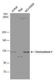 Exonuclease 1 antibody