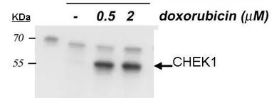 Chk1 (phospho Ser345) antibody