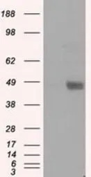 LOX antibody [6B11]