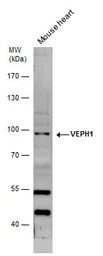 VEPH1 antibody