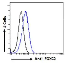 FOXC2 antibody, C-term