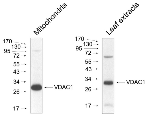 western blot using anti-VDAC1 antibodies