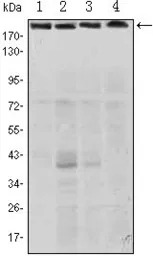 RICTOR antibody [4H5]