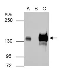 Rubicon antibody