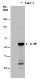 MLH1 antibody