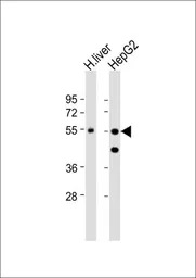 CPN1 antibody, N-term
