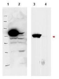 RSL1D1 antibody