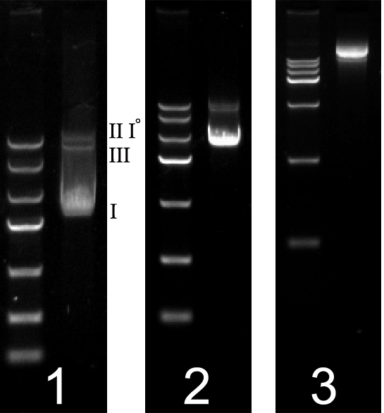 质粒DNA小量提取试剂盒