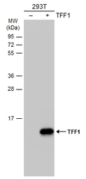 TFF1 antibody