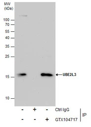 UBE2L3 antibody