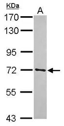 TRIM41 antibody