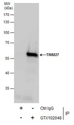 TRIM27 antibody