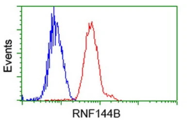 RNF144B antibody [11F4]