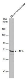 NF-L antibody