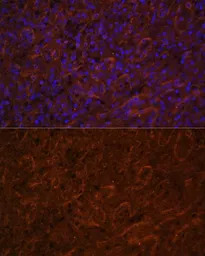 ICOS antibody