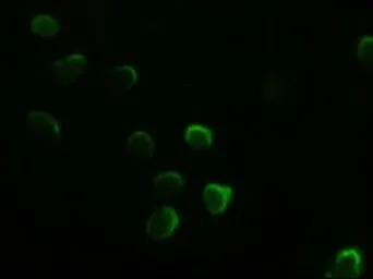 GATA4 antibody [9F9]