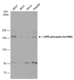 LRP6 (phospho Ser1490) antibod