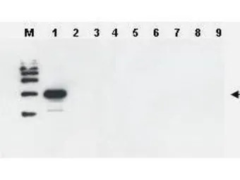 Ulp1 antibody