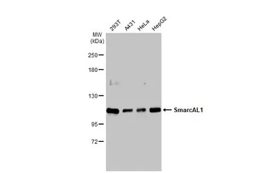 SmarcAL1 antibody