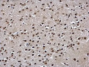 POLR2C antibody [N1C3-2]