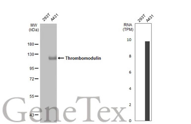 Thrombomodulin antibody [C3], 