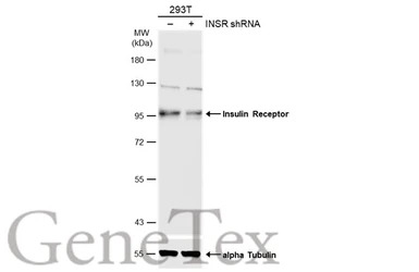 Insulin Receptor antibody