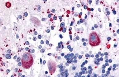 5-HT7 receptor antibody