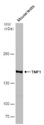 TMF1 antibody