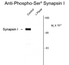 Synapsin I (phospho Ser9) anti
