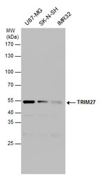 TRIM27 antibody
