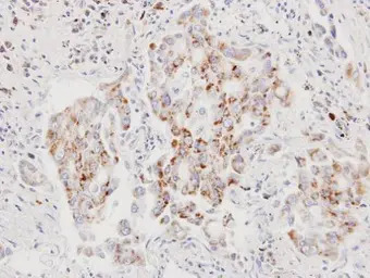 AIF antibody [N1N2], N-term