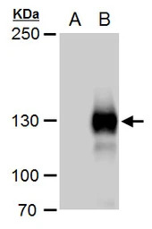 Rubicon antibody