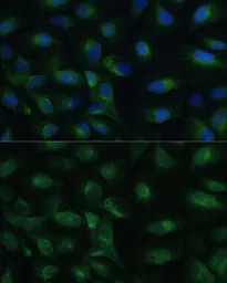 PGRMC1 antibody