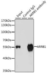 beta Arrestin 1 antibody