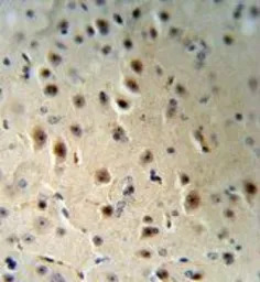 AGO1 antibody, N-term