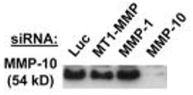MMP10 antibody [9G10]