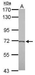 BACE2 antibody [C1C3]