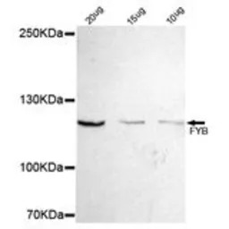 FYB antibody [2H9-H6-G10]