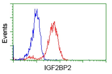 IGF2BP2 antibody [3G7]
