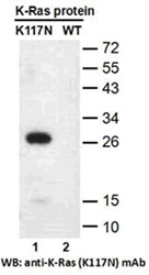 Ras(K117N)